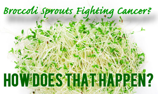 Broccoli Sprouts Fighting Caner? How Does that Happen?
