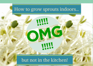How to Grow Sprouts Indoors
