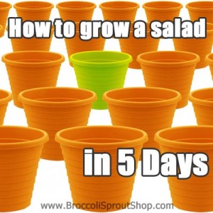 How to grow a salad in 5 days