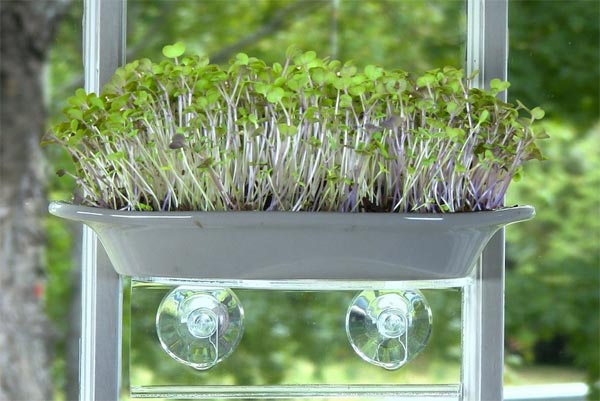 MicroGreens Sprout Growing Kit
