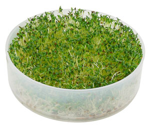 Victorio Tray with Full-Grown Broccoli Sprouts