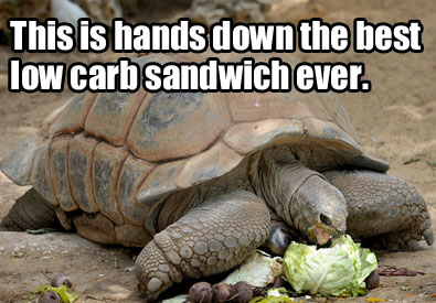 turtle eating low carb lettuce wrap