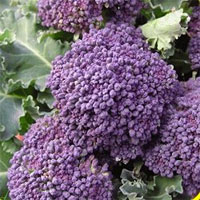 Purple Broccoli Seeds