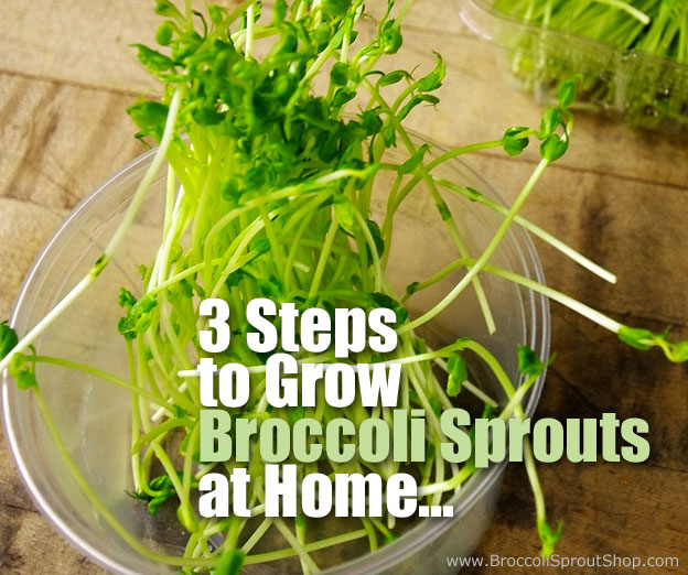 3 Steps on How to Grow Broccoli Sprouts at Home