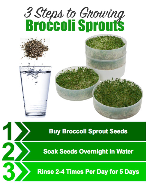 3 Steps to Growing Broccoli Sprouts