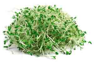 Pile of Raw Broccoli Sprouts