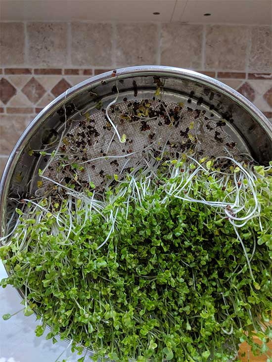Broccoli Sprout Stainless Steel Tray Grows Healthy Sprouts