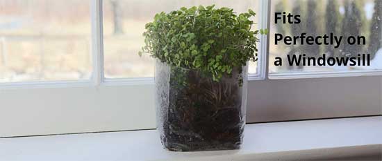How to Grow Sprouts and Sprout Greens on a Windowsill with Minimal Effort