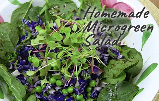 Homemade Microgreen Salad