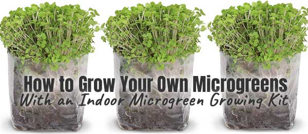 Indoor Microgreen Growing Kit - the Easy Way to Grow Organic Greens on Your Windowsill at Home