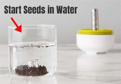 Grow Your Own Sprouts Kit by Starting Seeds in Water
