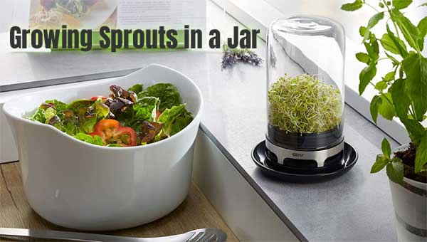 Growing Sprouts in a Jar on Your Kitchen Counter with a Glass Jar Kit