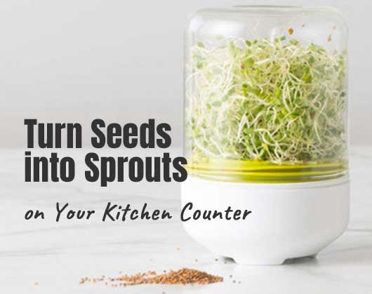 Turn Seeds into Sprouts on Your Kitchen Counter