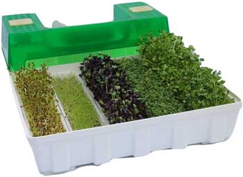 EasyGreen Automatic Sprouter for Broccoli Sprouts