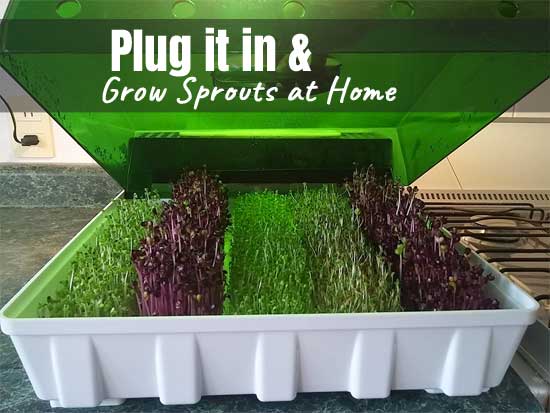Automatic Sprout Growing Machine with Mister, Ventilation and Drainage
