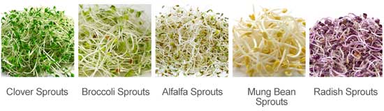 Different Types of Sprouts You Can Grow