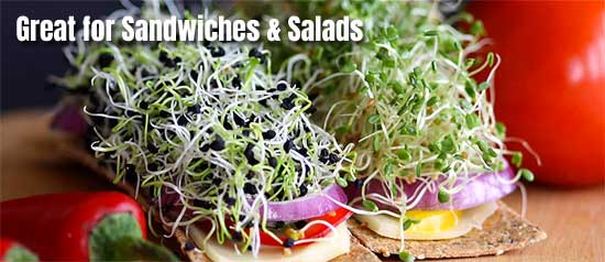 Use Sprouts on Sandwiches for More Superfood Nutrition