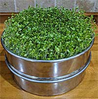 Stainless Steel Sprouting Trays for Growing Broccoli Sprouts